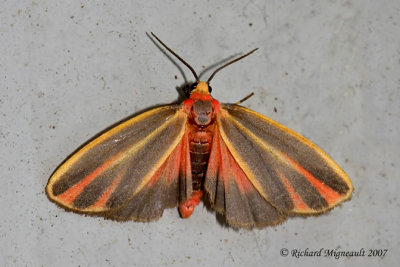 8090 - Painted Lichen Moth - Hypoprepia fucosa 1 m7