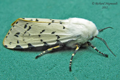 8131 - Salt Marsh Moth - Estigmene acrea 3 m12