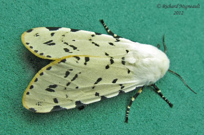 8131 - Salt Marsh Moth - Estigmene acrea 4 m12