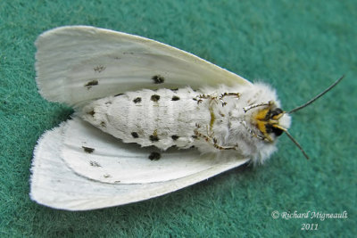 8137 - Virginian Tiger Moth - Spilosoma virginica 3 m11