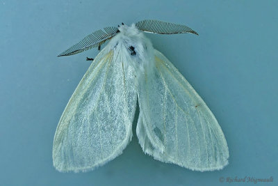 8140 - Hyphantria cunea  - Fall Webworm Moth 2 m17 20-718
