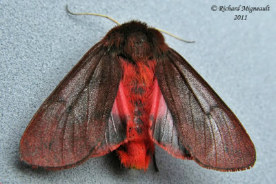 8156 - Ruby Tiger Moth - Phragmatobia fuliginosa 1 m11