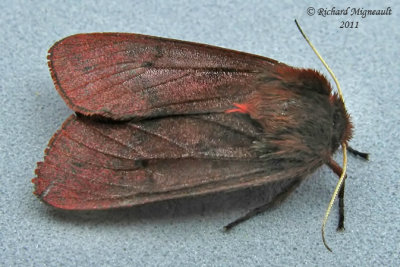 8156 - Ruby Tiger Moth - Phragmatobia fuliginosa 2 m11