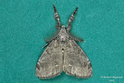 8316 - White-marked Tussock Moth - Orgyia leucostigma, levage 3 m18 810