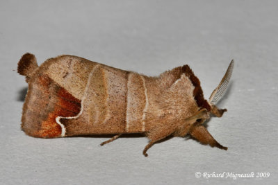 7895 - Sigmoid Prominent Moth - Clostera albosigma 1 m9f