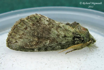 7994 - Saddled Prominent Moth - Heterocampa guttivitta 2 m11