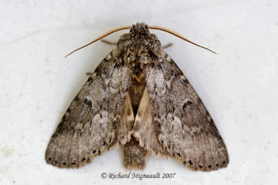 7998 - Variable Oakleaf Caterpillar Moth, Lochmaeus manteo m7