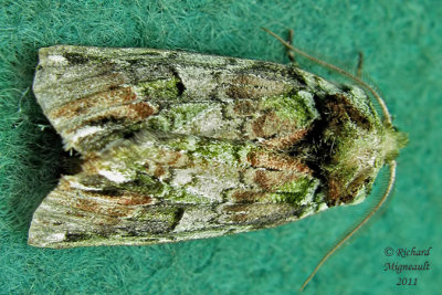 8007 - Unicorn Caterpillar Moth - Schizura unicornis 3 m11