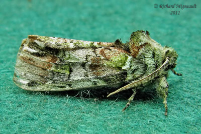 8007 - Unicorn Caterpillar Moth - Schizura unicornis 4 m11