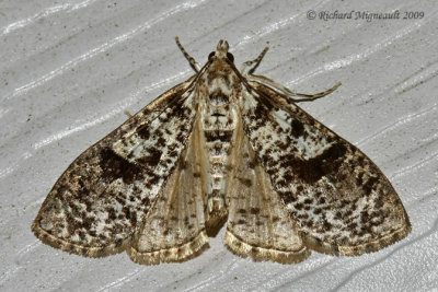 5226 - Splendid Palpita Moth - Palpita magniferalis 1 m9