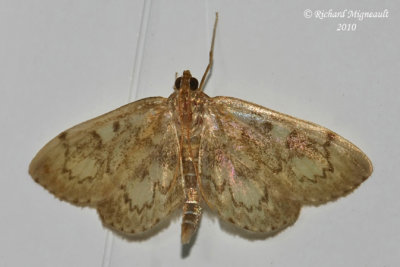 5268 - Obscure Psara Moth - Psara obscuralis m10