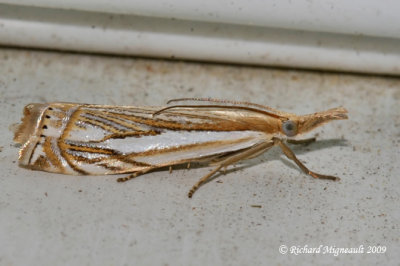 5362 - Double-banded Grass-veneer Moth - Crambus agitatellus m9