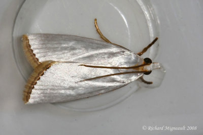 5464 - Snowy Urola Moth - Urola nivalis m8
