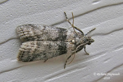 5787 - Lesser Aspen Webworm Moth - Meroptera pravella 1 m10