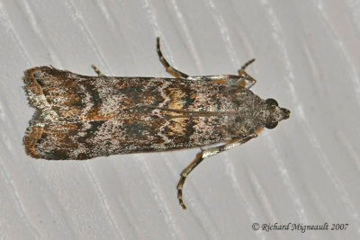 5843 - Spruce Coneworm Moth - Dioryctria reniculelloides 2 m7