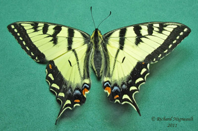 4176 - Canadian tiger swallowtail - Papillon tigré du Canada m11