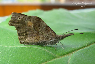 4411 - Papillon longs-palpes - American snout - Libytheana carinenta 1 m10