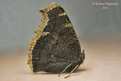 4432 - Mourningcloak Butterfly - Morio m11