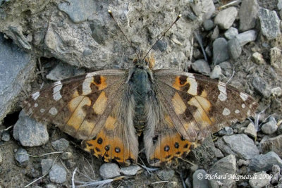 4435 - Painted Lady - Belle dame - Vanessa cardui m9