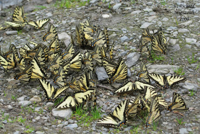 4176 - Canadian tiger swallowtail - Papillon tigré du Canada m9