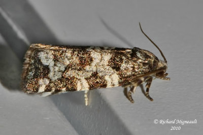 2745 - Spruce Needleminer Moth - Taniva albolineana m10