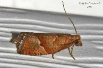 3120 - Derelict Eucosma Moth - Eucosma derelicta m10