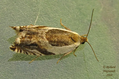 3367 - Oak Leaffolder Moth - Ancylis burgessiana 1 m10