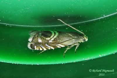 3439 - Clover Head Caterpillar Moth - Grapholita interstinctana m11