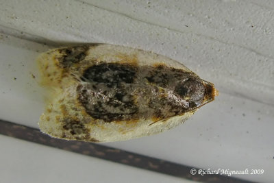 3686 - Black-patched Clepsis Moth - Clepsis melaleucana m9