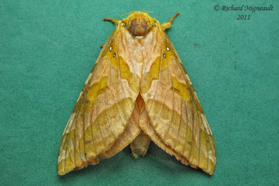 0019 - Four-spotted Ghost Moth - Sthenopis purpurascens 1 m11