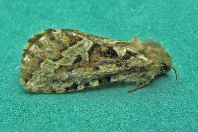 0031 - Conifer Swift Moth - Korscheltellus gracilis 2 m16 