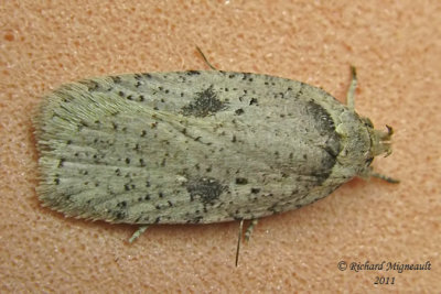 0878 - Canadian Agonopterix Moth - Agonopterix canadensis m11