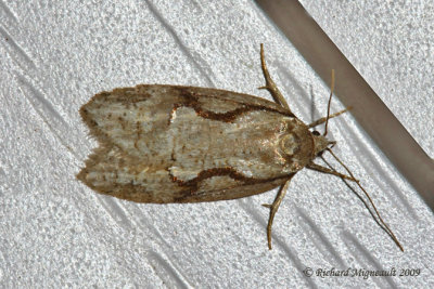 0912 - Semioscopis packardella - Semioscopis Moth m9