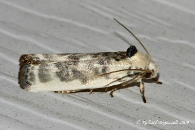 1011 - Schlaeger's Fruitworm Moth - Antaeotricha schlaegeri 1 m9