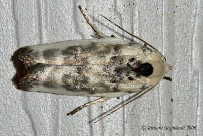 1011 - Schlaeger's Fruitworm Moth - Antaeotricha schlaegeri 2 m9