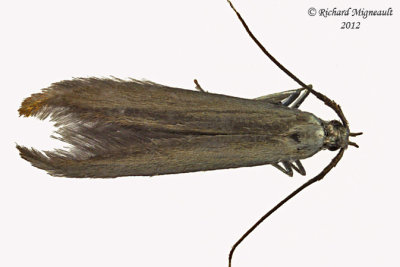 1311 - Larch Casebearer Moth - Coleophora laricella m12