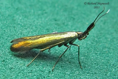 1387 - Metallic Coleophora Moth - Coleophora mayrella m11