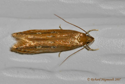 1515 - Shy Cosmet Moth - Limnaecia phragmitella m7