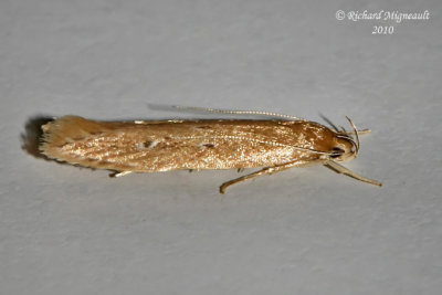1515 - Shy Cosmet Moth - Limnaecia phragmitella m10