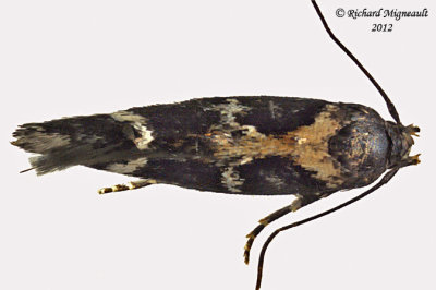 1678 - Banded Scythris Moth - Scythris trivinctella 1 m12