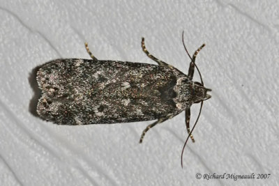 2069 - Spruce Defoliator Moth, Chionodes continuella m7
