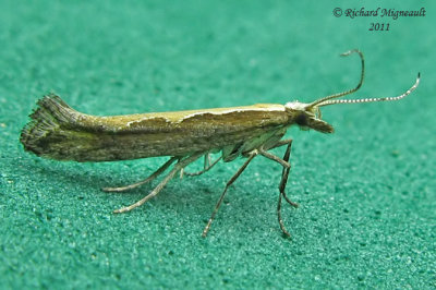 2366 - Diamondback Moth  Plutella xylostella m11