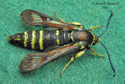 2533 - Fireweed Clearwing Moth - Albuna pyramidalis m11