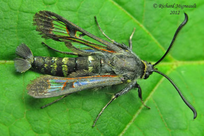 2533 - Fireweed Clearwing Moth - Albuna pyramidalis male  m12