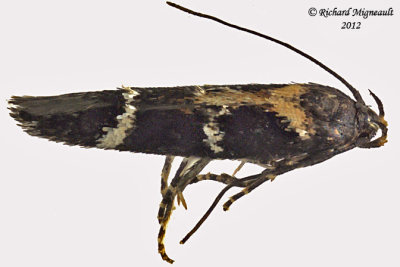 1678 - Banded Scythris Moth - Scythris trivinctella 2 m12