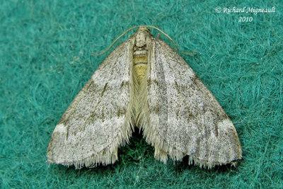 6258 - Alsophila pometaria - Fall Cankerworm Moth m10