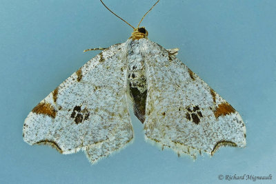 6326  Common Angle Moth  Macaria aemulataria m17 