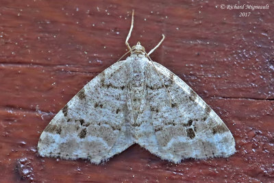 6344 - Pale-marked Angle - Macaria signaria m17