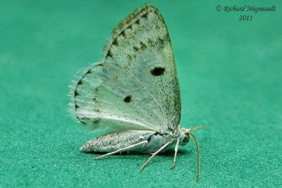 6666 - Bluish Spring Moth - Lomographa semiclarata m11