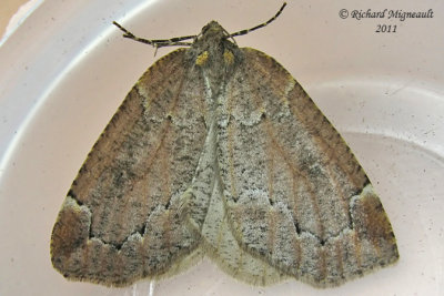 6799 - Spodolepis substriataria m11